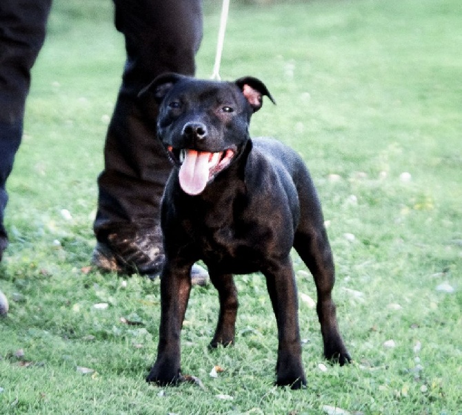 Chiot de 8 mois à placer en contrat d'élevage